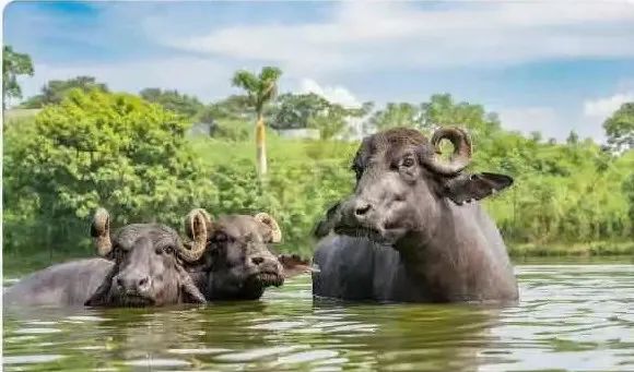 吃什么食物可以补钙（补钙能不能吃）-硒宝网