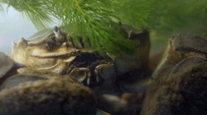 吃什么食物可以补钙（补钙能不能吃）-硒宝网