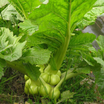 中老年十大补钙食物排行榜(中老年补钙食疗菜谱)-硒宝网