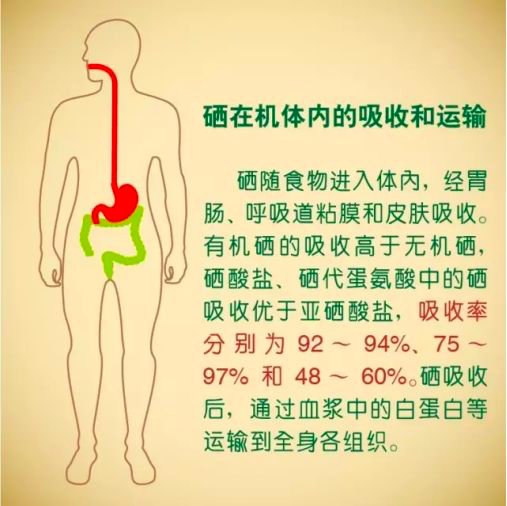 每天少量补硒可以吗（每天少量补硒可以吗女性）-硒宝网