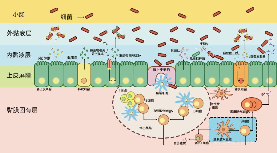 补硒提高身体免疫力(补硒免疫力)-硒宝网