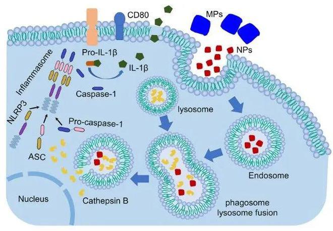 补硒提高身体免疫力(补硒免疫力)-硒宝网