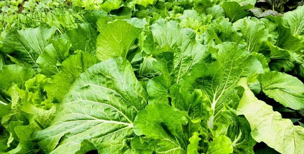 孕妇吃什么补钙(孕妇补钙吃什么食物最好最快)-硒宝网