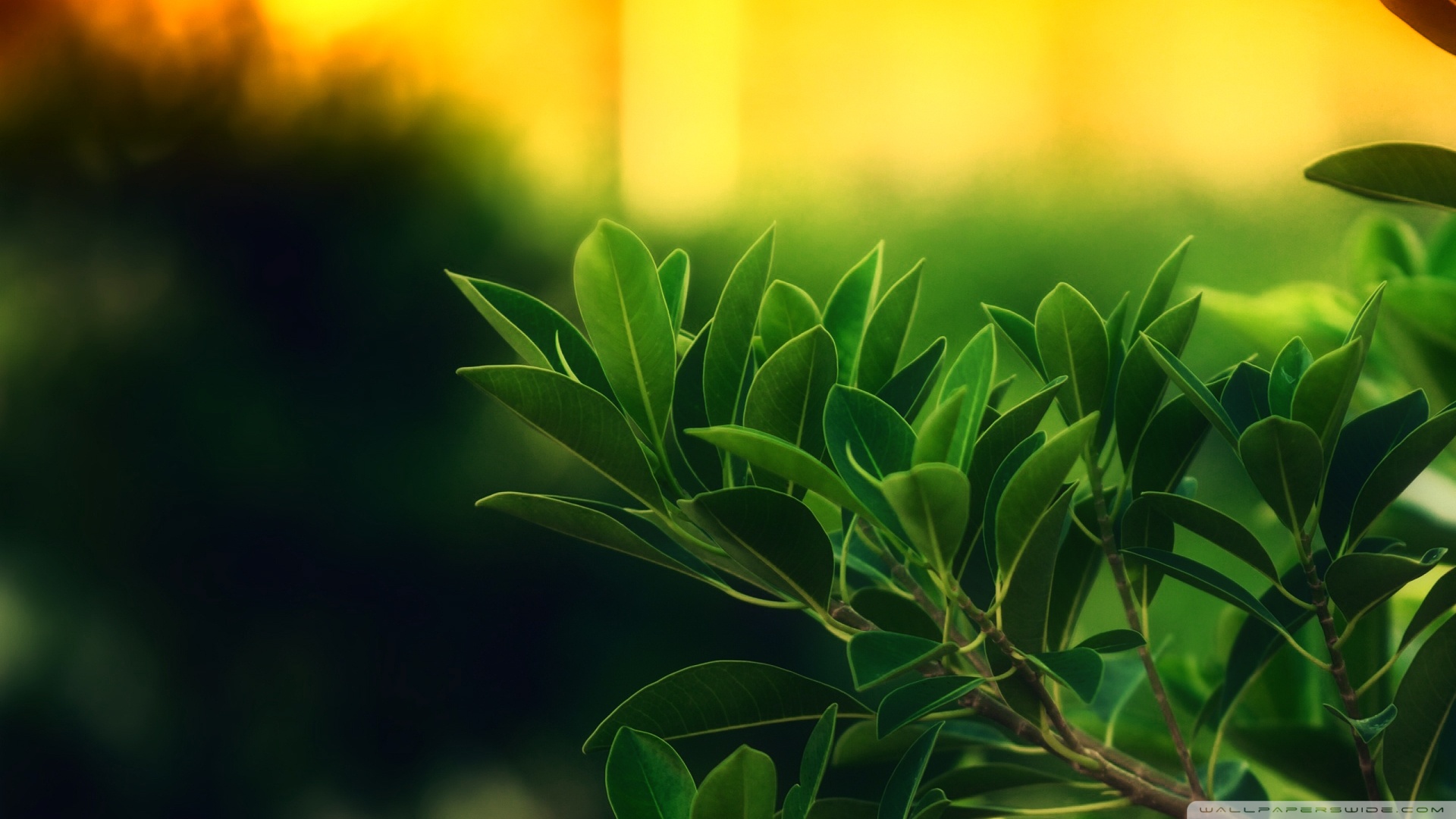 补硒能治乳腺结节吗（乳房有结节补硒管用吗）-硒宝网