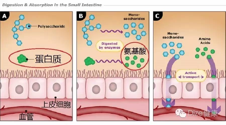 平时补点锌硒的坏处(补充锌硒有什么副作用)-硒宝网