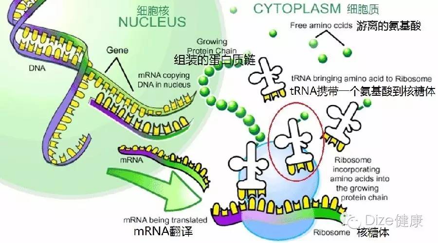 平时补点锌硒的坏处(补充锌硒有什么副作用)-硒宝网