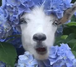 补硒的效果最好的药(补硒的药有害处吗)-硒宝网