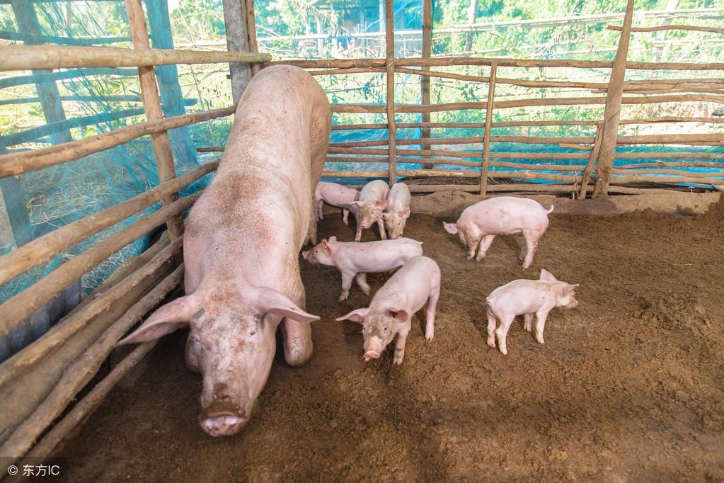 一百斤猪补多少克硒（猪补硒过量怎么办）-硒宝网