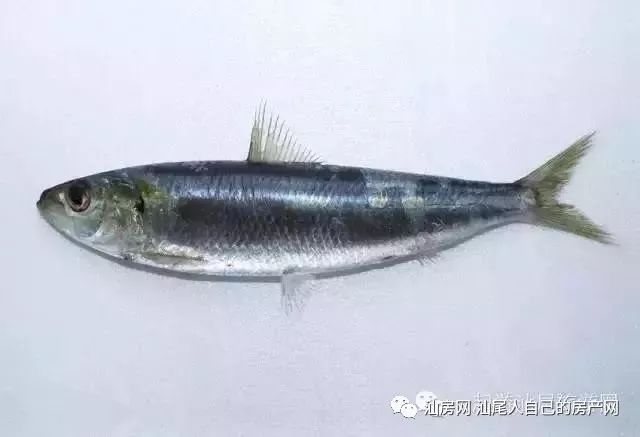 平时补点锌硒的坏处（锌硒补充）-硒宝网