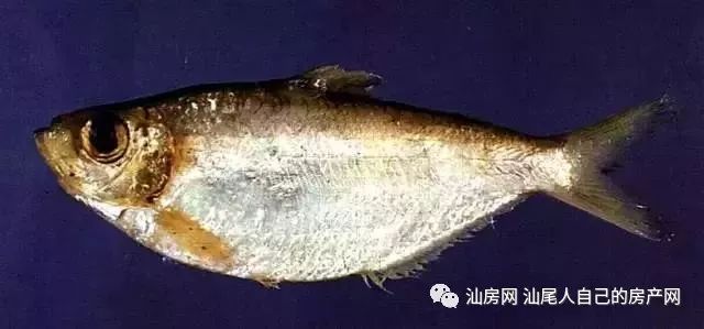 平时补点锌硒的坏处（锌硒补充）-硒宝网