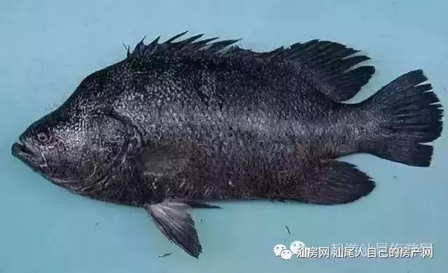 平时补点锌硒的坏处（锌硒补充）-硒宝网