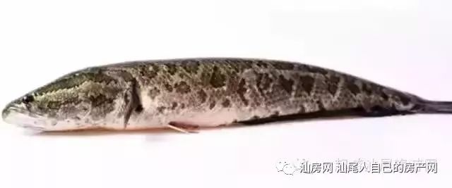 平时补点锌硒的坏处（锌硒补充）-硒宝网