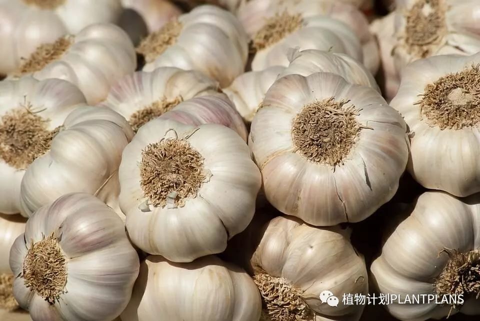 吃啥补硒好处和坏处（补充硒有副作用吗）-硒宝网