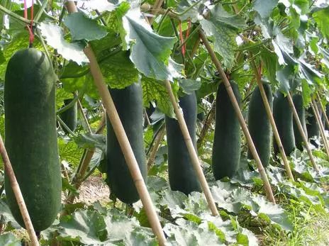 吃葫芦籽可以补硒吗（吃葫芦籽好吗）-硒宝网