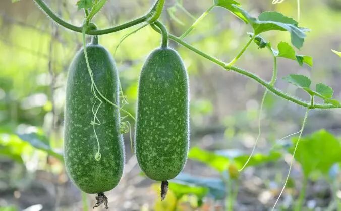 吃葫芦籽可以补硒吗（吃葫芦籽好吗）-硒宝网