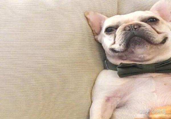 狗狗吃什么补钙最快（狗狗补钙吃什么好液体还是钙片）-硒宝网