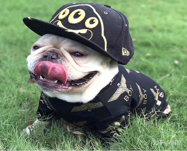 狗狗吃什么补钙最快（狗狗补钙吃什么好液体还是钙片）-硒宝网