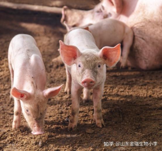 断奶期间可以补硒吗(断奶期间可以吃咸的吗)-硒宝网