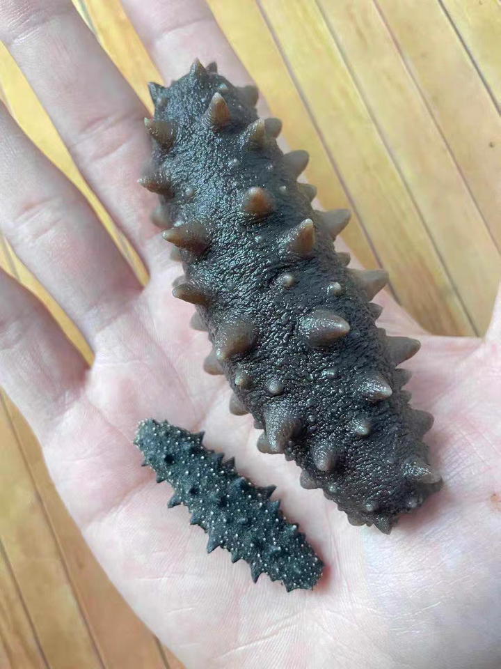 海参是补硒吗怎么吃(海参硒是有啥作用)-硒宝网