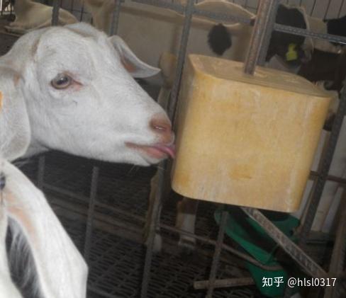 羔羊补硒中毒怎么办(羔羊硒中毒啥症状)-硒宝网