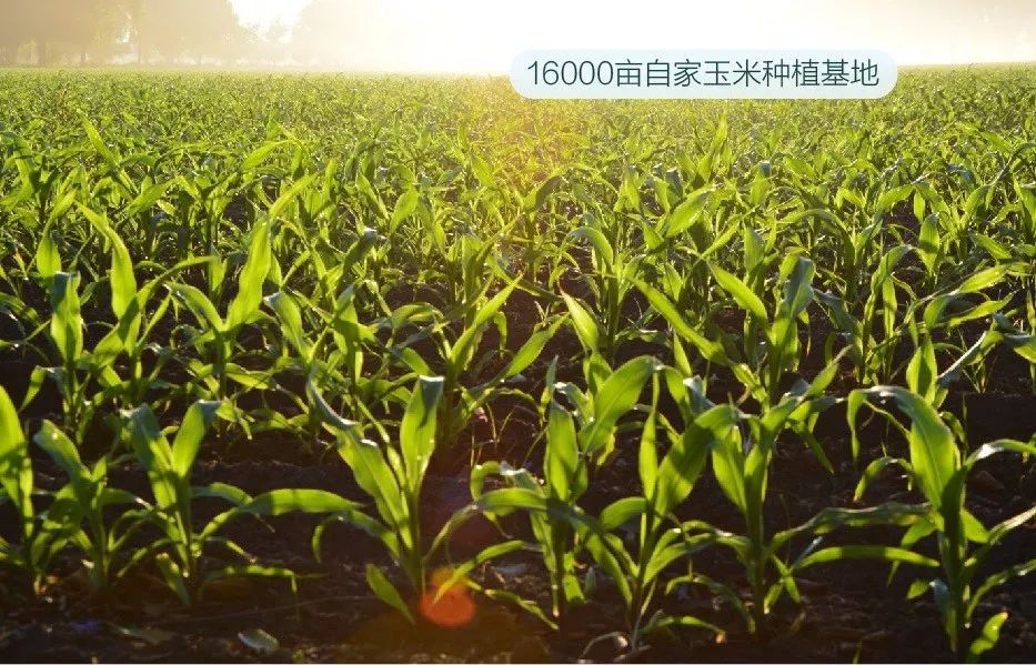 儿童吃啥补硒好吸收(孩子补硒吃什么)-硒宝网