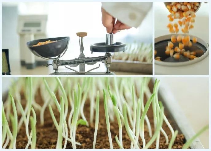 儿童吃啥补硒好吸收(孩子补硒吃什么)-硒宝网