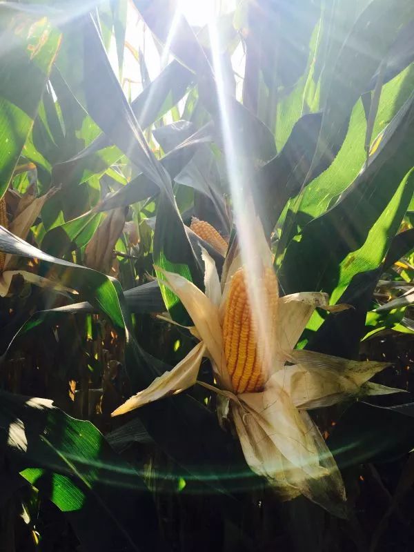 儿童吃啥补硒好吸收(孩子补硒吃什么)-硒宝网