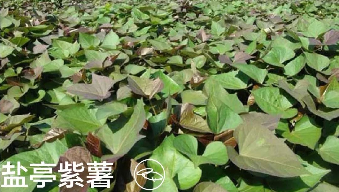 儿童吃啥补硒好吸收(孩子补硒吃什么)-硒宝网