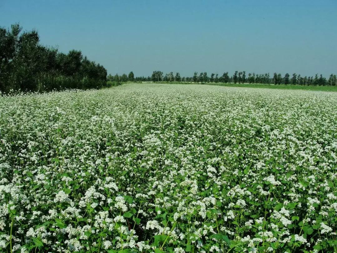 儿童吃啥补硒好吸收(孩子补硒吃什么)-硒宝网