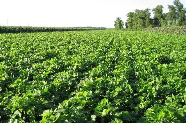 儿童吃啥补硒好吸收(孩子补硒吃什么)-硒宝网