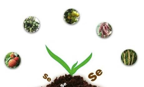 糖尿病补硒需要经常（病补糖尿需要硒元素吗）-硒宝网