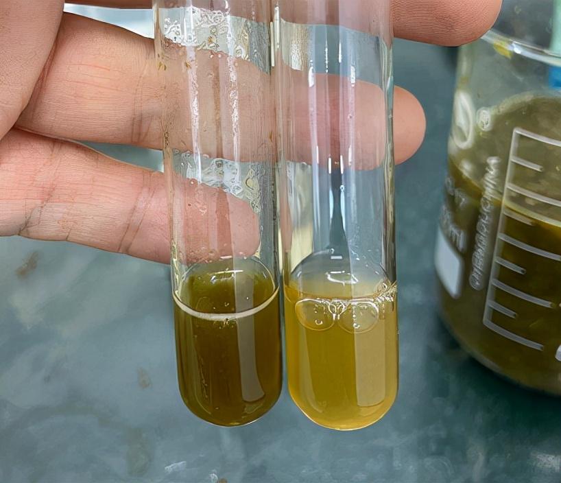 菠菜补铁吗(菠菜补铁是谣言吗)-硒宝网