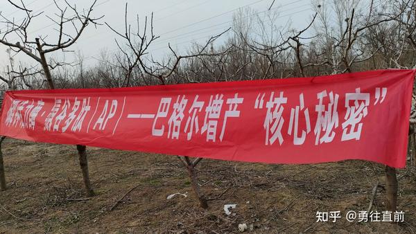 微量元素水溶肥(微量元素水溶肥怎么浇花)-硒宝网