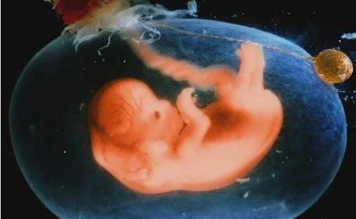 孕期补铁的食物(孕期食物补铁吃什么好)-硒宝网