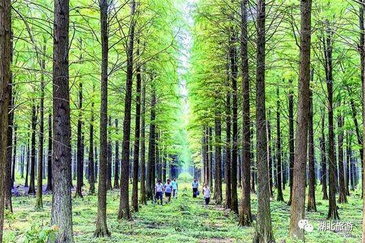 到恩施吃住能补硒吗(恩施硒的好处)-硒宝网