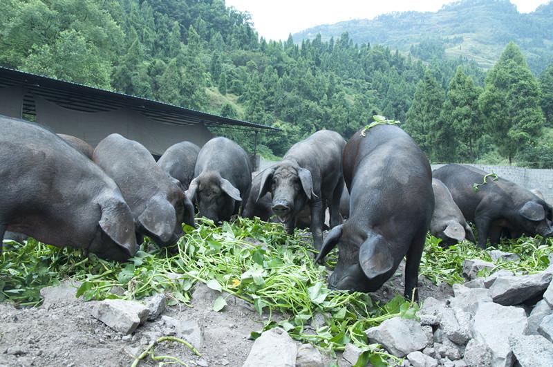 哪种中药能补硒的药（补硒的药可以长期吃吗）-硒宝网