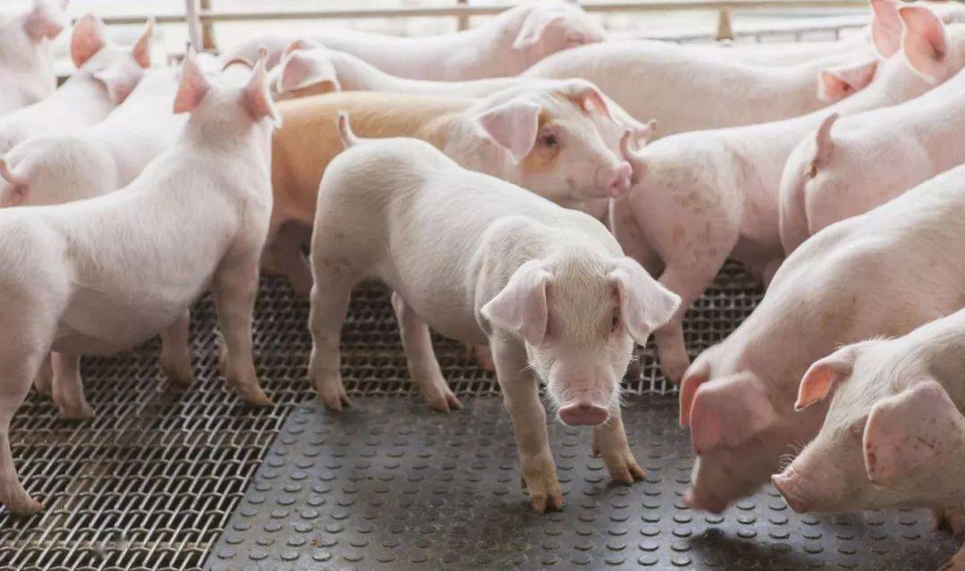 猪仔补硒过敏打啥针(猪打针过敏用什么药解救)-硒宝网