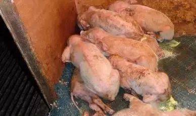 猪仔补硒过敏打啥针(猪打针过敏用什么药解救)-硒宝网