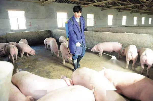 猪仔补硒过敏打啥针(猪打针过敏用什么药解救)-硒宝网