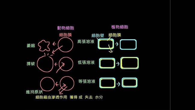 补硒能增加白细胞吗(细胞能补白增加硒含量吗)-硒宝网