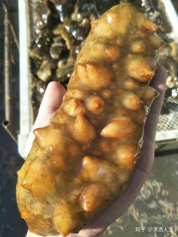 老年人补什么硒好?。ɡ夏耆瞬刮?硒宝网