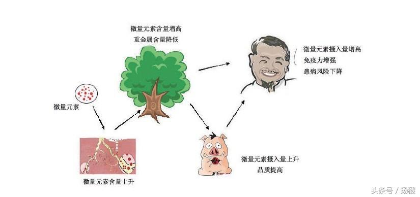 钙铁锌硒能同时补吗(钙铁锌硒还有啥)-硒宝网