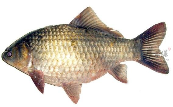 锌硒番茄红素同时补(番茄红素和锌硒宝片提高活力)-硒宝网