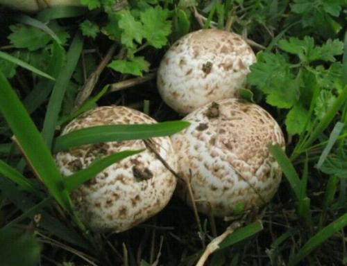 缺铁性贫血要补硒吗（缺铁硒怎么补）-硒宝网