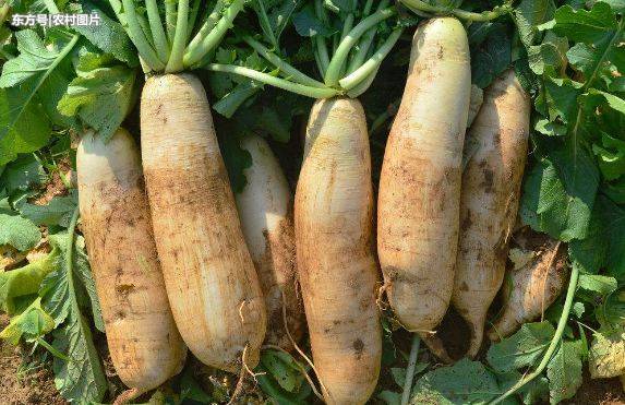 补硒可以治疗白头发(补硒能治白头发吗)-硒宝网