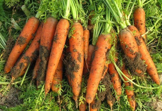 补硒可以治疗白头发(补硒能治白头发吗)-硒宝网