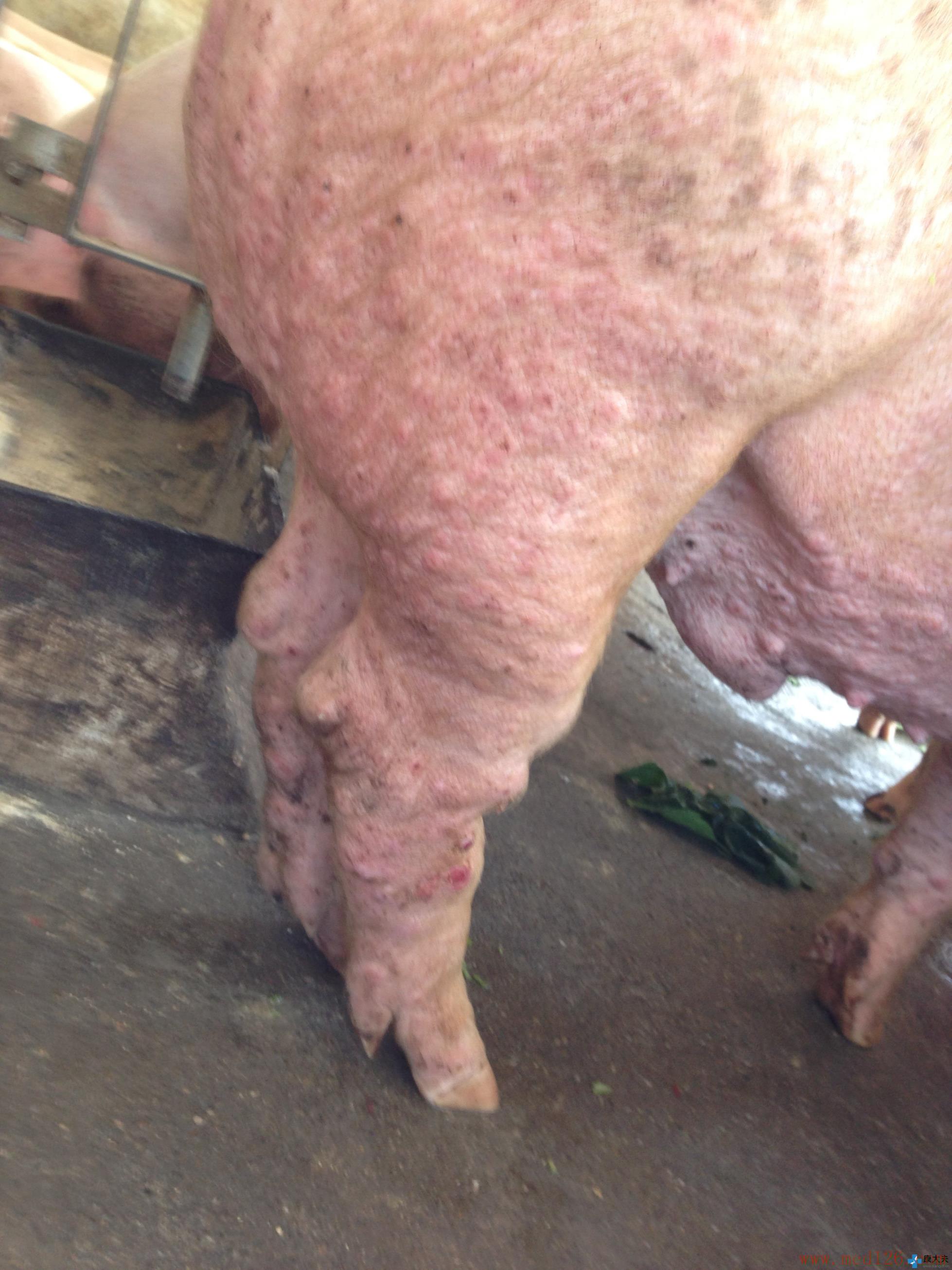 哺乳母猪补硒的方式(母猪补硒什么时候补最好)-硒宝网