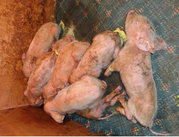 哺乳母猪补硒的方式(母猪补硒什么时候补最好)-硒宝网