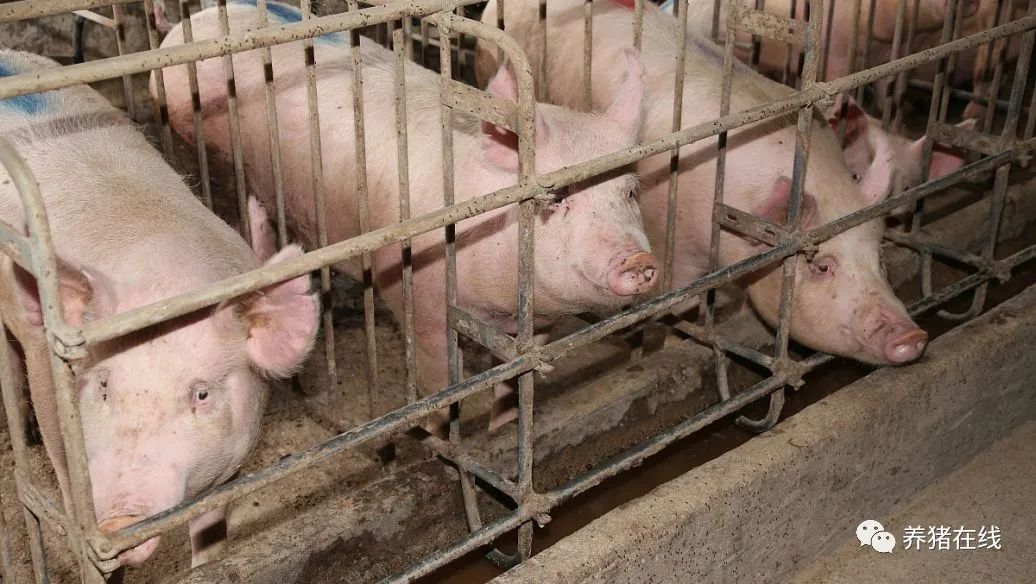 哺乳母猪补硒的方式(母猪补硒的方式)-硒宝网