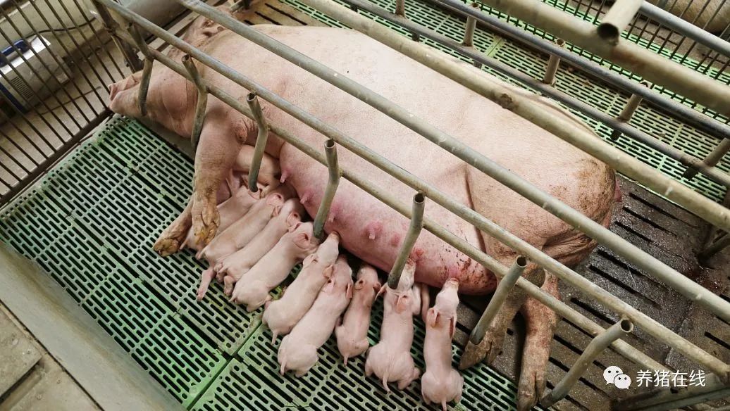 哺乳母猪补硒的方式(母猪补硒的方式)-硒宝网